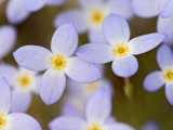 Prostrate Bluets, Great Smoky Mountains National Park, Tennessee, USA