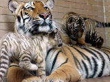 Six-Year-Old Bengal Tigress Rosi