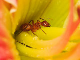Red Ant