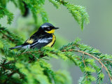 Male Magnolia Warbler
