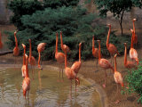 Buy Flamingos at Forest Park, St. Louis Zoo, St. Louis, Missouri, USA at AllPosters.com