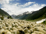 Gujjar Nomadic Shepherds Herd Their Sheep on the Outskirts of Srinagar, India