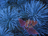 Buy Frosty Maple Seedling in Pine Tree, Wetmore, Michigan, USA at AllPosters.com