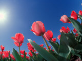 Red Tulips, Cincinnati, Ohio, USA