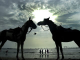 Horses, Used for Joyrides, Stand on the Beach