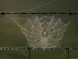 Buy The Work of a Spider is Highlighted by the Morning Sun at AllPosters.com