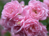 Buy Pink Landscape Roses, Jackson, New Hampshire, USA at AllPosters.com