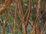 Buy Madrona Trees on the San Juan Islands, Washington, USA at AllPosters.com