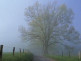 Foggy Road and Oak Tree, Cades Cove, Great Smoky Mountains National Park, Tennessee, USA