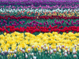 Tulips in Display Field, Washington, USA