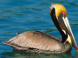 Male Brown Pelican in Breeding Plumage, Mexico
