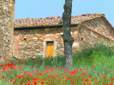 Abandoned Villa with Red Poppies, Tuscany, Italy