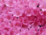Buy Azalea Rhododendron at AllPosters.com
