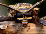 Harelquin of Cayena Beetle (Acrocinus Longimanus), Soberania National Park, Panama