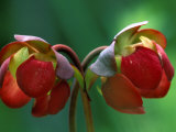 Buy God Rays on Pitcher Plant Blossom, St. Ignace, Michigan, USA at AllPosters.com