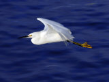 A Snowy White Egret Flies Above the Morro Bay Estuary