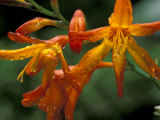 Buy Orange Lily Flowers, Vulcano Baru, Parque National de Amistad, Chiriqui Province, Panama at AllPosters.com