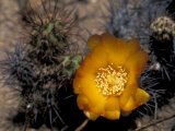 Cactus Flower in Atacama Desert, Chile