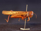 An Extinct Rocky Mountain Locust in a Display
