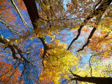 Buy Forest Canopy in Autumn, Jasmund National Park, Island of Ruegen, Germany at AllPosters.com