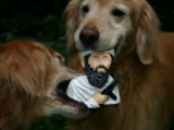 Golden Retrievers Tear Apart an Osama Bin Laden Chew Toy