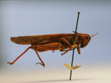 An Extinct Rocky Mountain Locust in a Display