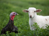 A Katahdin Lamb and a Bronze Turkey Hang Out on a Farm in Kansas