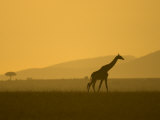 Masai Giraffe Walking at Sunset in Masai Mara. Giraffa Camelopardalis