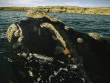 A Right Whale Surfacing for Air Offshore