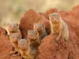 Portrait of Seven Dwarf Mongooses on a Termite Mound (Helogale Parvula)