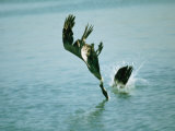 Two Brown Pelicans Dive into Water after Fish