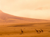 Buy Desert Giraffes in the Mist, Namibia at AllPosters.com