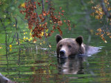 Buy An Alaskan Brown Bear Swims in a River with an Overhang of Fall Leaves (Ursus Arctos) at AllPosters.com