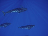 A Pod of Pilot Whales Swims off the Kona Coast