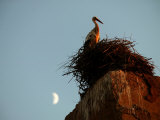 Stork on the Walls of the Palais El Badi, Marrakesh, Morocco