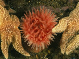 Sea Stars and a Sea Anemone Color the Bottom of the Gulf of Maine