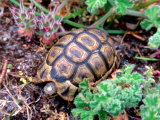 Buy Angulate Tortoise in Flowers, South Africa at AllPosters.com