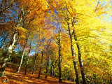 Buy Trees Covered in Yellow Autumn Leaves, Jasmund National Park, Island of Ruegen, Germany at AllPosters.com