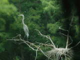 A Great Blue Heron Perches on a Branch Next to Its Nest