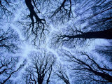 Buy Winter View of Canopy, Jasmund National Park, Island of Ruegen, Germany at AllPosters.com