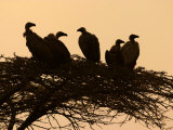 Silhouetted Vultures in an Acacia Tree at Sunset