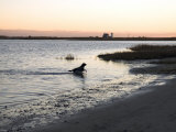 Black Labrador Running on Beach in Cape Cod, United States