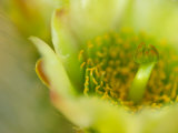 Buy Close View of a Teddy Bear Cholla Cactus Flower at AllPosters.com