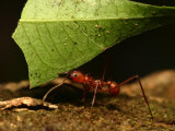 Close-up of Leaf Cutting Ant (Atta Sexdens) Carrying Leaf