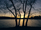 Buy Trees Alongside Jamaica Pond Silhouetted by the Setting Sun at AllPosters.com