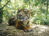 A Captive Sumatran Tiger with a Stressed Expression on Its Face