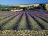 Lavender Field, Provence, France