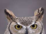 A Captive Great Horned Owl at a Recovery Center