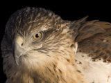 A Captive Ferruginous Hawk (Buteo Regalis)