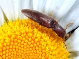A Click Beetle, Melanotus Species, Feeding on a Daisy